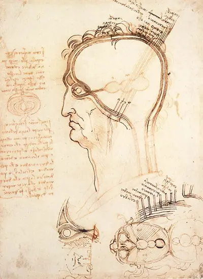 Leonardo Da Vinci Drawings